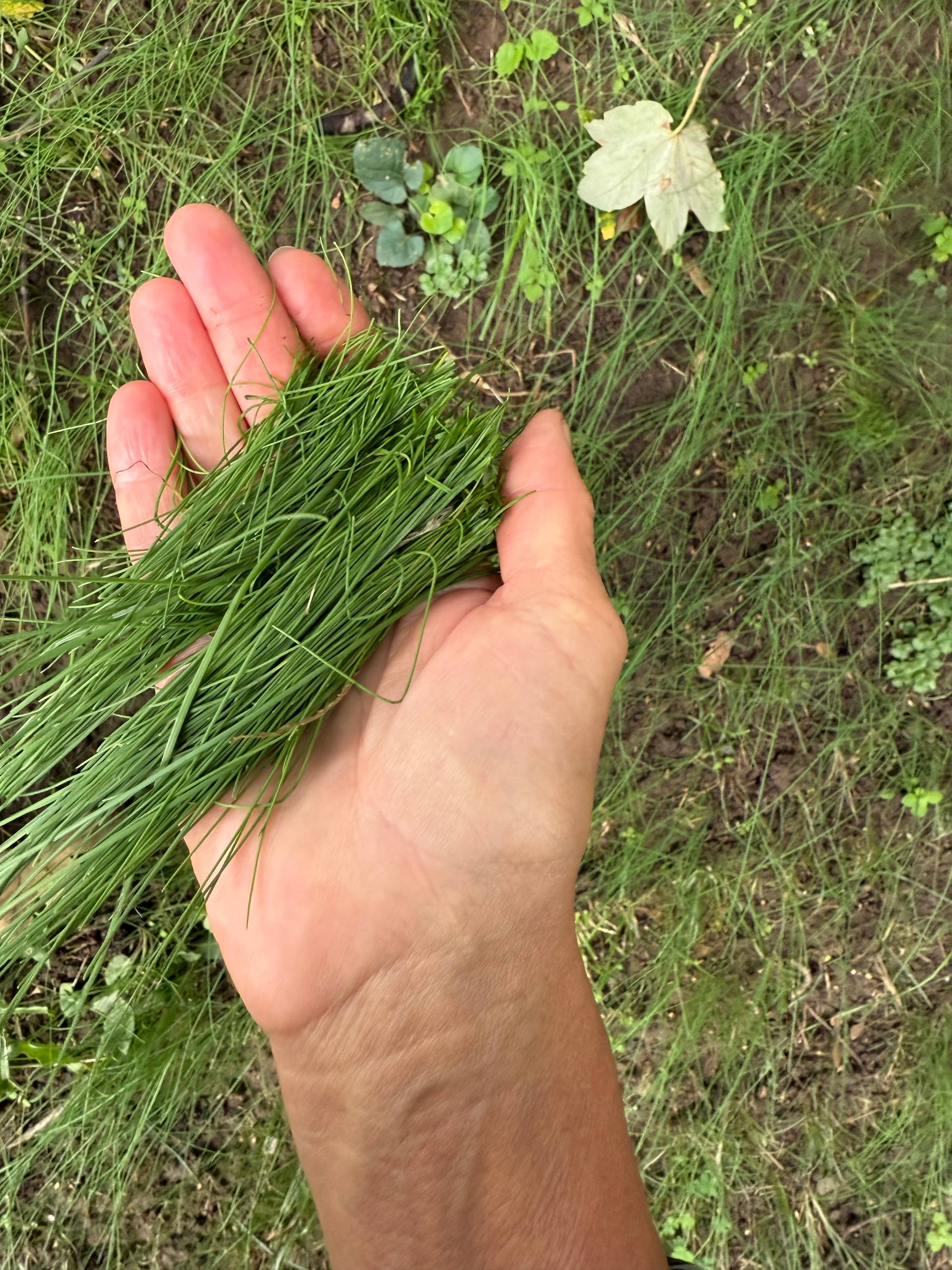 Vadsnidling szeptemberben