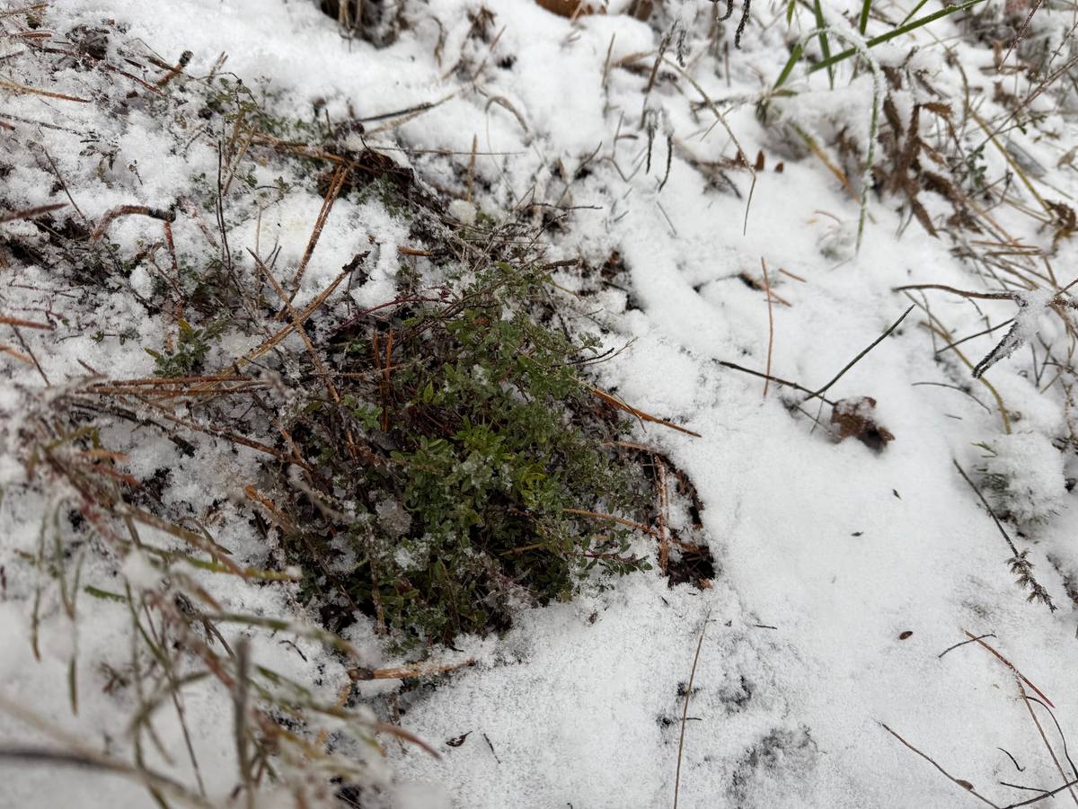 Télen gyűjthető vadon termő fűszernövények 8. 
