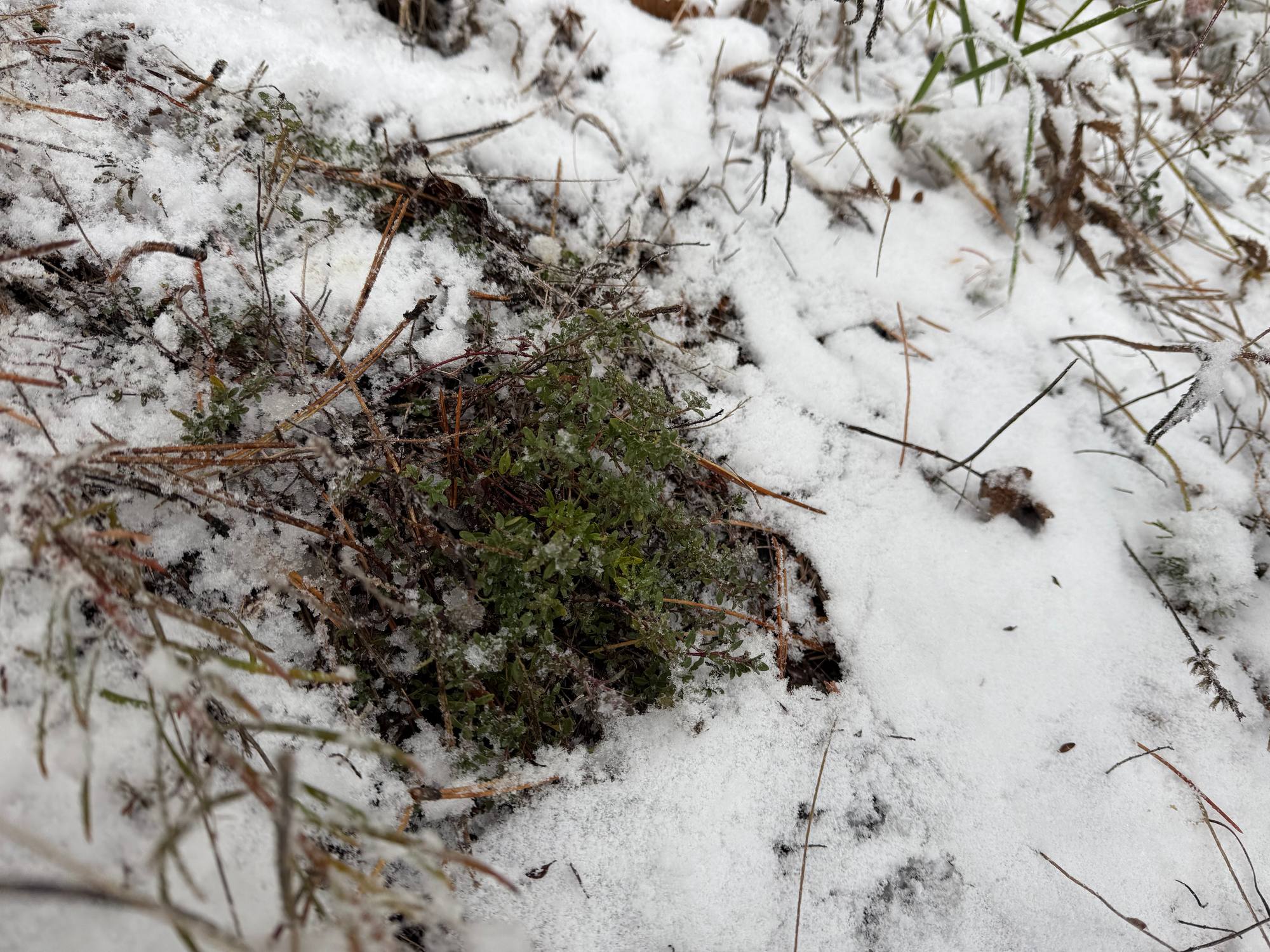 Télen gyűjthető vadon termő fűszernövények 8. 