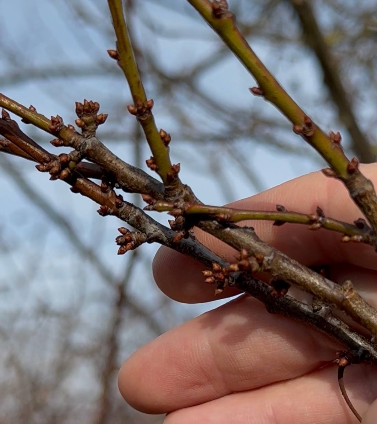Ehető mirabolán rügyek és bimbós virágok