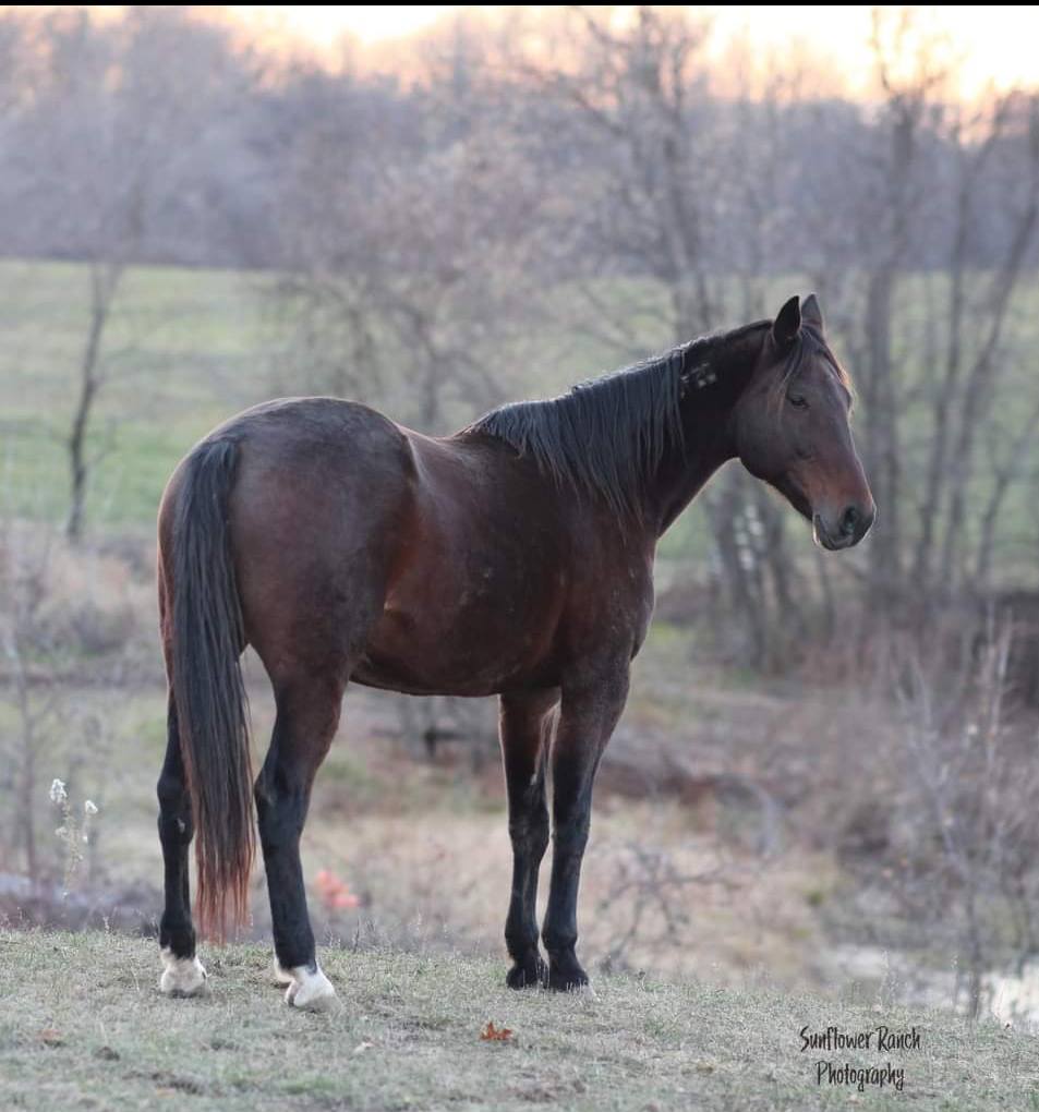 The Language of Leadership Through Equine-Assisted Learning